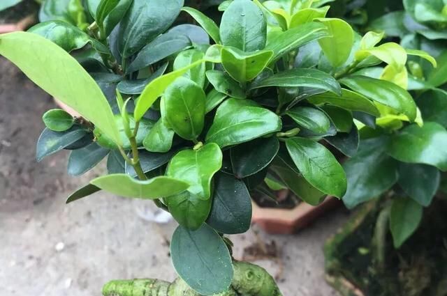  「家里」花草盆栽长得弱，记住6个字，花多叶繁茂，只要3个月，就长爆盆了