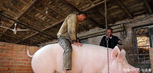 中国猪王重达1500斤,老汉养了10年不愿意卖,一天要吃40斤粮食！