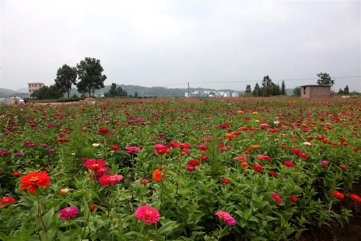 新田龙家大院赏菊花 百亩花开秋色斑斓