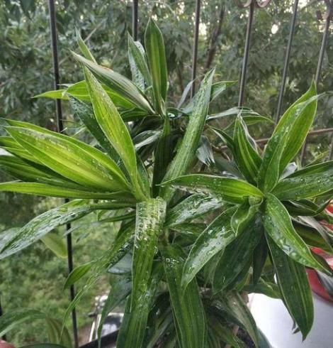  #阳光#3种花，室内异味'收割机'，养上一盆，耐阴，长势旺