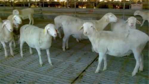  #兔子#在农村，养兔与养羊究竟哪个才更划算一些呢？一起来看看