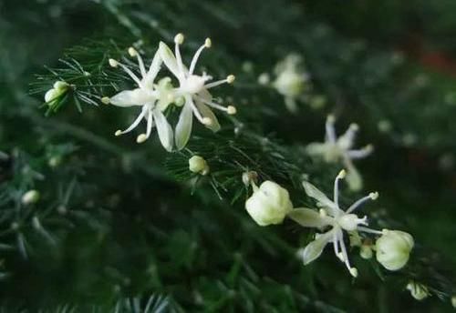  #不好#文竹开花是大凶？完全是“扯蛋”，满足3个小要求，白花开满盆