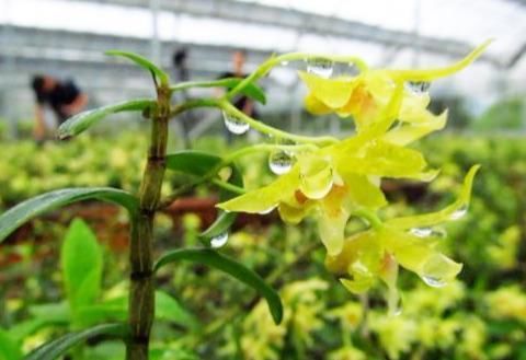  「黄灿灿」此花花色金黄灿灿，花开浓香，防癌益胃?滋阴生津，营养价值很高