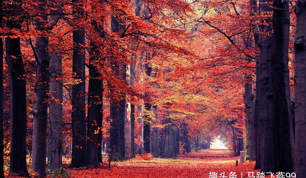 秋季看红叶最好的地方,原来在这里:枫树林风雨雪霜浸染150年!