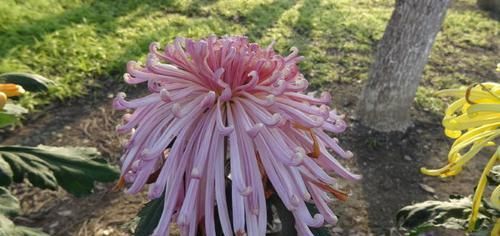  「妩媚动人」喜欢菊花，就养个'珍稀名菊'花芳菊，花开妖娆，妩媚动人，真美