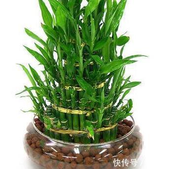 技巧|家养富贵竹总是黄叶长不好?学会这三个小技巧,轻松长成绿森林