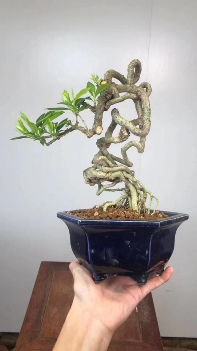 观赏该作品:盆景分为观、品、悟三个阶段,你觉得你真的懂盆景吗