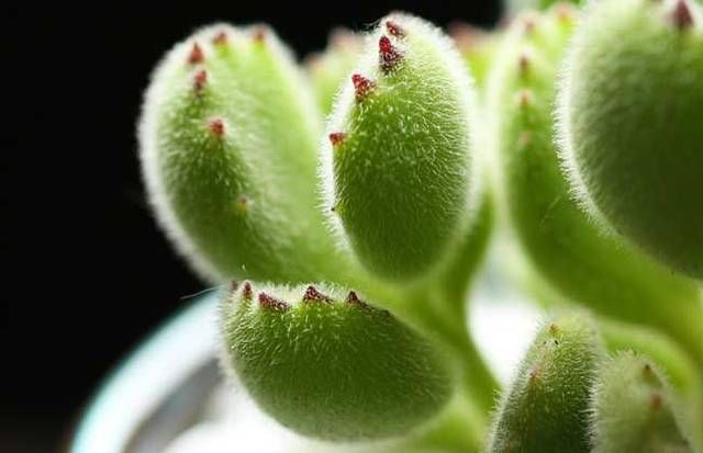  「植株生长」熊童子砍头后这样养护，叶片肥厚，株形好看