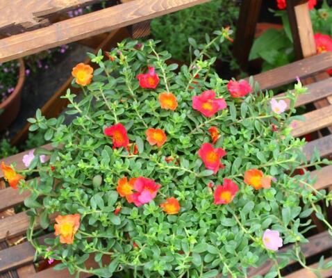 「太密」太阳花如何在夏季开花又多又大、又鲜艳呢?