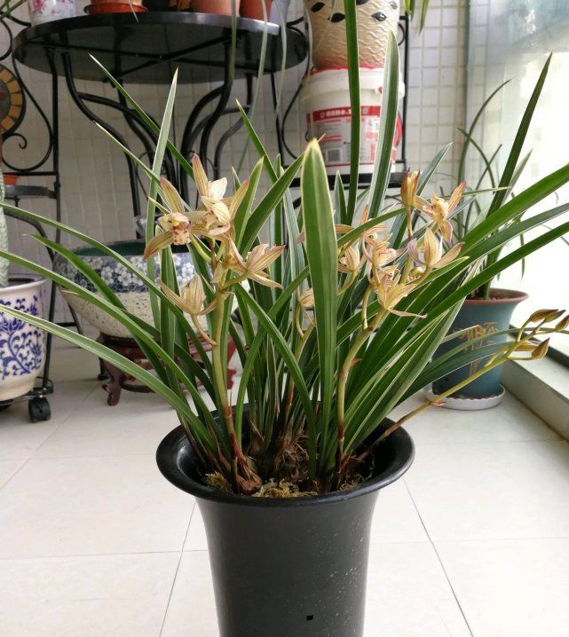  「花叶」此兰花四季花开好“养活”，花叶俱美，物美价廉，非常适合新人上手！