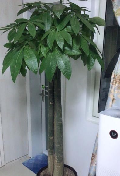  『盆栽』家庭盆栽发财树，小花匠教你小诀窍，枝叶繁茂，养十年都没问题