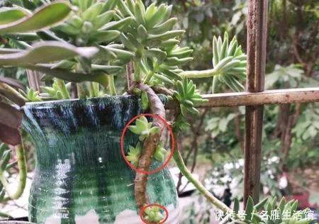 千佛手的叶|多肉植物千佛手爆侧芽方法技巧