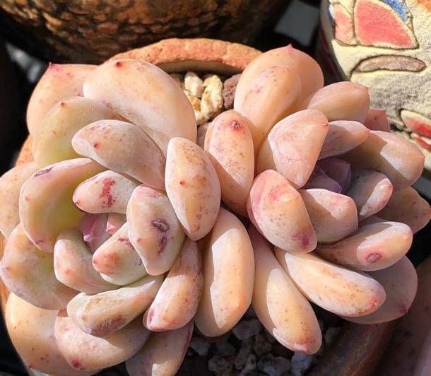  『花盆』换盆后的多肉植物多久浇水?选择好时间,生根快!
