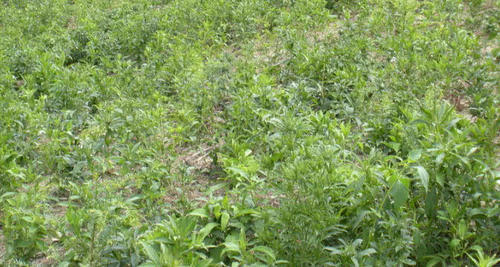 农村山上这种野生植物，身上毛糙，农民见到就砍，如今价值珍贵