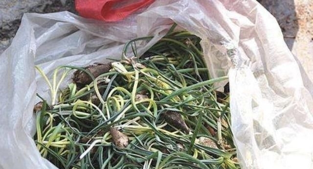 「值钱」在农田、山沟下,有1种奇特的“小根蒜”,碰见请珍惜,根茎值钱