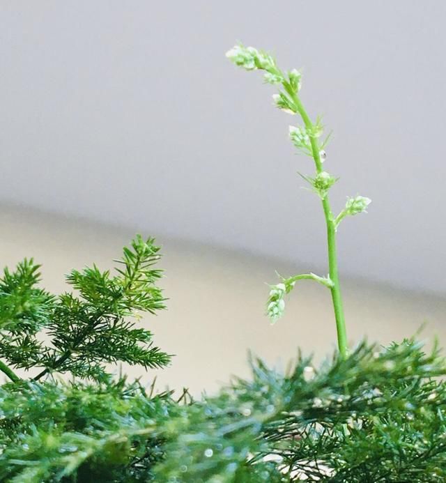  『偷懒』养2种花“别偷懒”，否则春天换盆“只能砸”，太浪费花盆