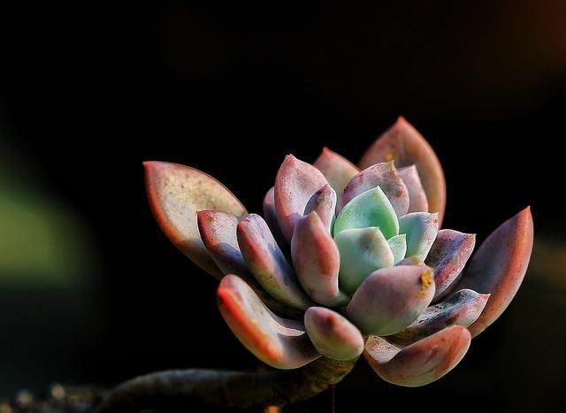  「快速」多肉植物服盆有2个“特点”，发现马上改变养护，快速长大长肥