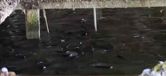  「可行」水上面建鸡场，上面养鸡，下面养鱼，这样的养殖基地可行吗？