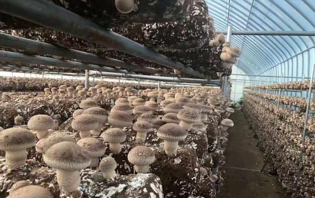  【钱人】农村出现了很多扶贫计划，这三个项目可靠，低成本稳步报答