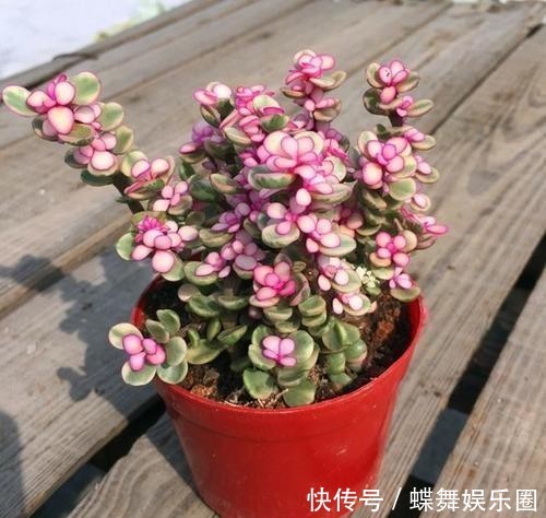  『植物』多肉植物雅乐之舞如何扦插更易成活？