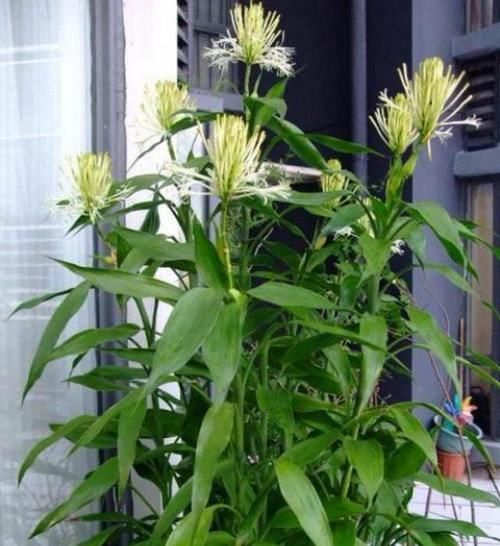  『变得越来越富贵』富人除了“三种”花，啥花都可以不养，怪不得越来越“富贵”！