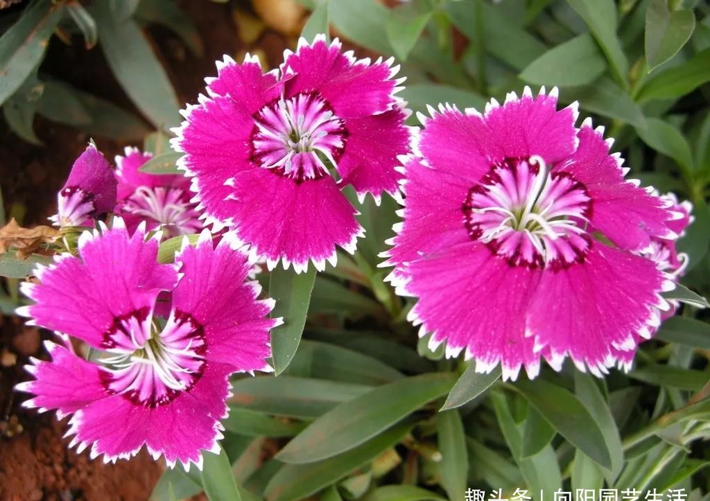  『花芽分化』石竹花养护技巧，放在阳台上，花芽分化极强，开满盆很轻松