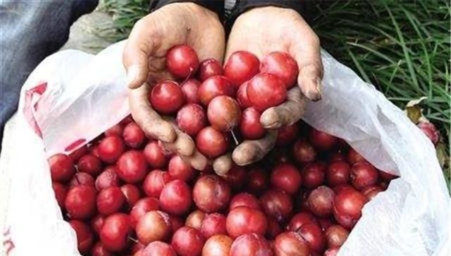  「南方」它原产新疆，如今多省大量种植，南方当绿化树，北方却