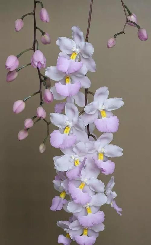  『花友』100种珍稀兰花，你见过几种？美醉了！送给爱兰花的花友们！