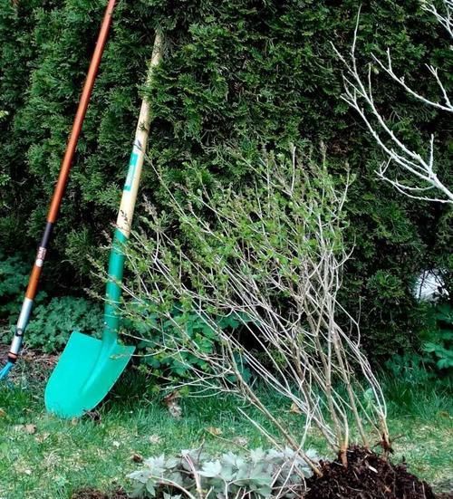  「恢复生长」移栽植物这几点没做好，容易叶黄干枯，赶紧学起来