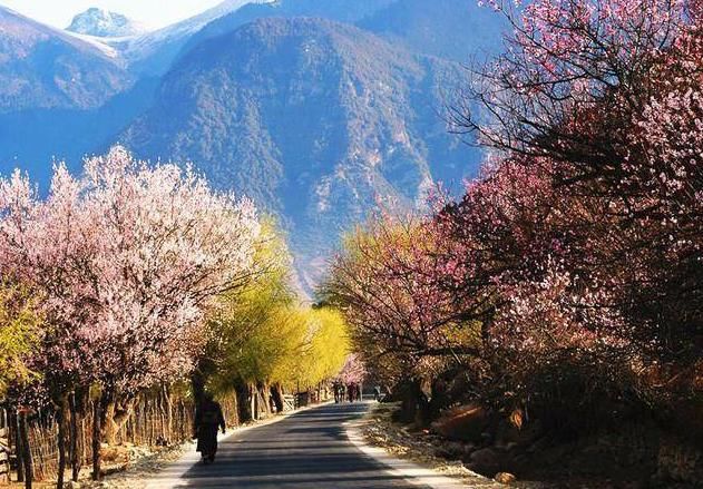 美过婺源！国内最适合全家游自驾赏花地，不收门票，美的鲜为人知