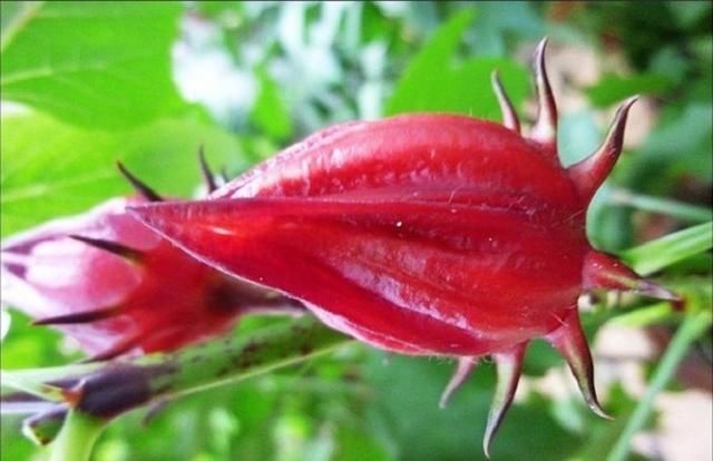  玫瑰：玫瑰茄，又名洛神花，花十分美丽，有“植物红宝石”的美誉