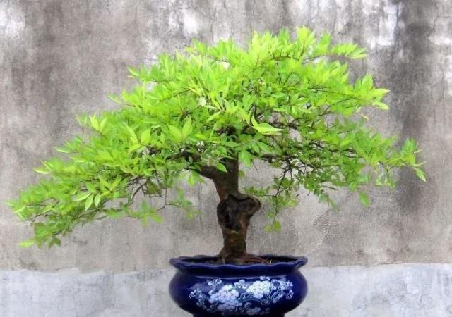 这些好养又不贵的小盆景，你喜欢吗