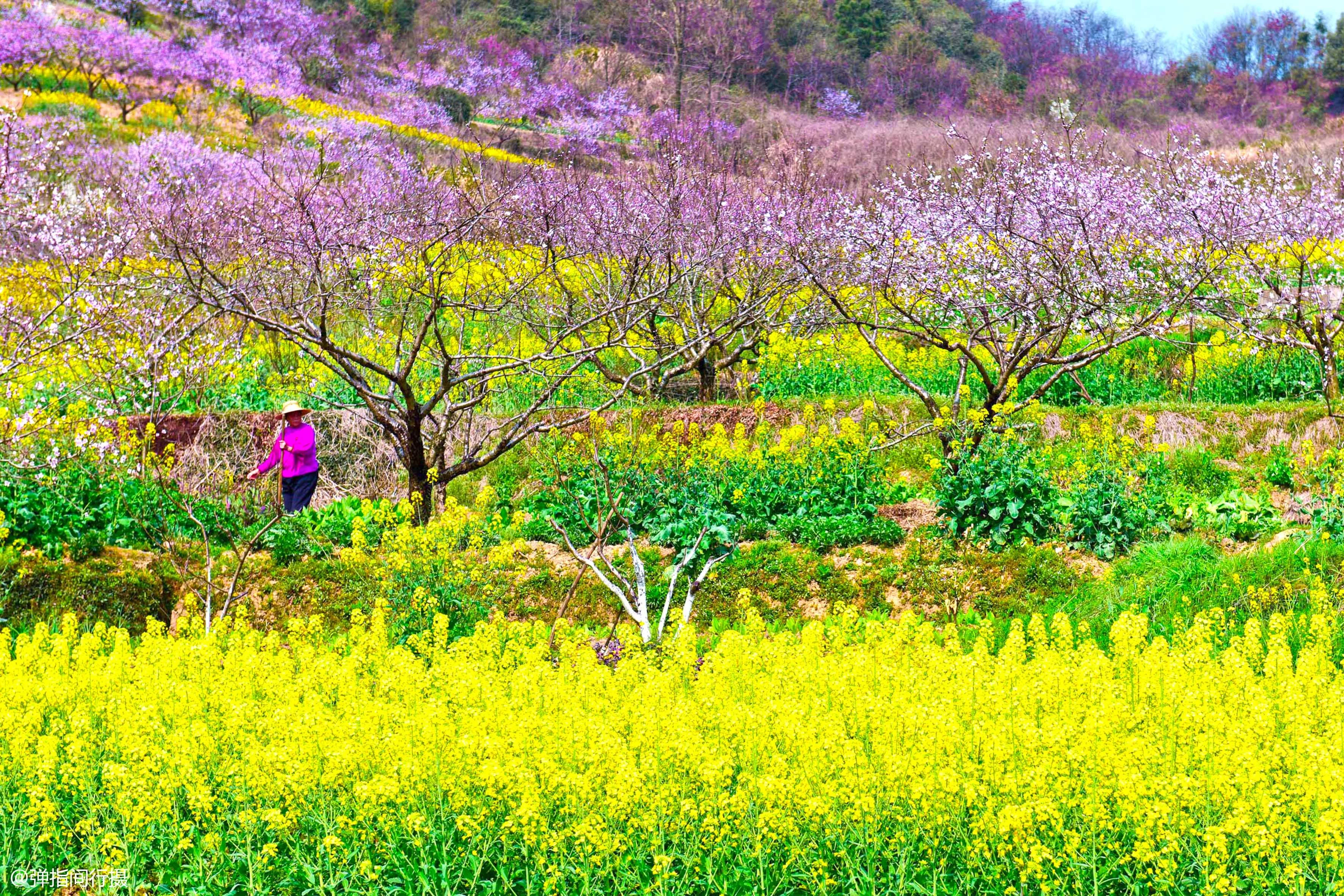 春回大地,花满神州,推荐中国3处最美春色【2020热门旅游景点】