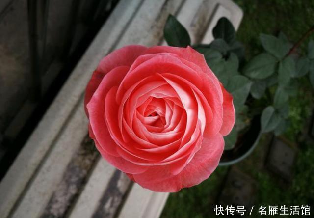 『漂亮』养花就养盆它,一年四季开花不断,花形别致非常漂亮,非常好养