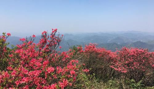 「燃起」余杭燃起“火烧云”,满山的杜鹃花美极了!