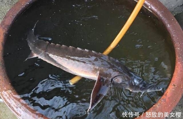 钓友:老家小河里,钓起这种鱼,钓友说是长江珍稀物种,味道鲜美