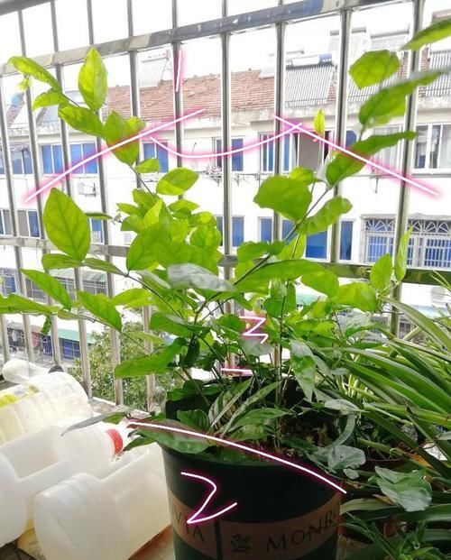 [不难]茉莉花徒长不开花？老花匠新招数，修修剪，转转花盆，开花真不难