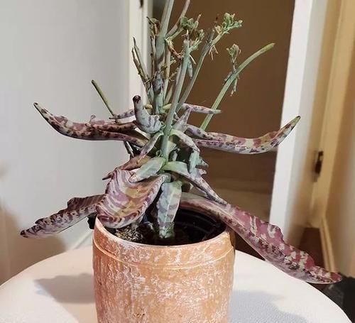  [叶片扦插]长得特像江户紫的魅惑彩虹，叶子比花好看，还能叶插繁殖