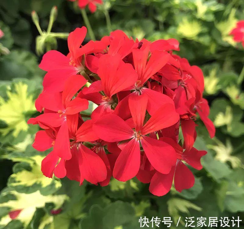每种■110种天竺葵,每种都超美,看看你认识多少种?