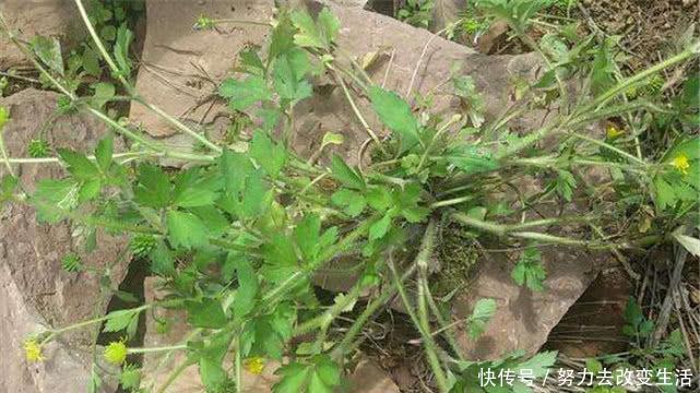 农村“鹅不食草”，鸡鸭牛羊不爱吃，人们却当宝贝，晒干是中草药