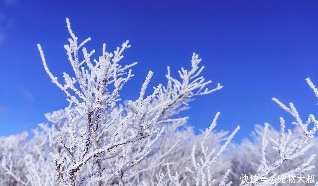  来不信是霜@腊月琼花白日青天说雾凇，一色李花三月初！