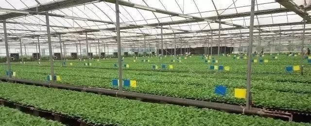  #大棚#一亩地的蔬菜大棚能有多少利润？农业大棚种植什么最赚钱？