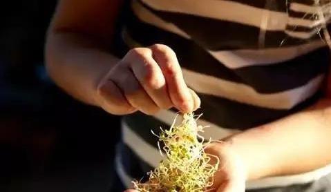 「雅致」播三五盆清新雅致的芽苗菜盆栽,靠自己的双手,尝尝春天的味道!