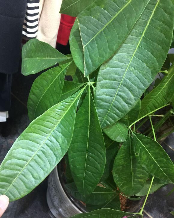  『不好』发财树不好养，老花匠教你养，做好这4点，还能开出小白花