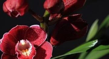  秀丽：建兰上品红将军，花型秀丽饱满、艳而不俗、简单养护就能开爆盆！