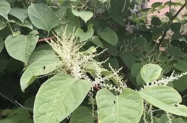  『碰到』有危害的1种“野草”，人称“日本虎杖”，根茎发达，碰到请铲除