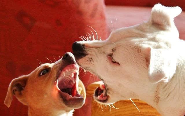 因狗吠影响睡眠