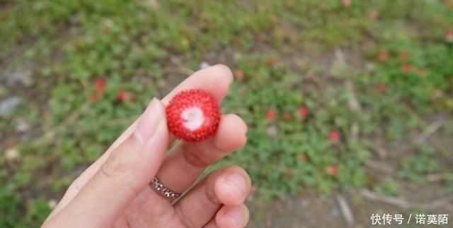  「野果」这野果，老人说蛇吃过，以为有毒，殊不知价值，如此珍