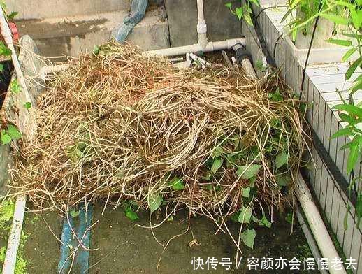 农民种植这种“豆芽菜”，“懒人”都能年收入增加十几万