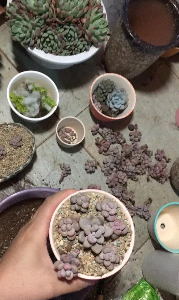  『图片作者』多肉变成白菜价，几毛钱1棵，有的都白送，你买贵了吗？